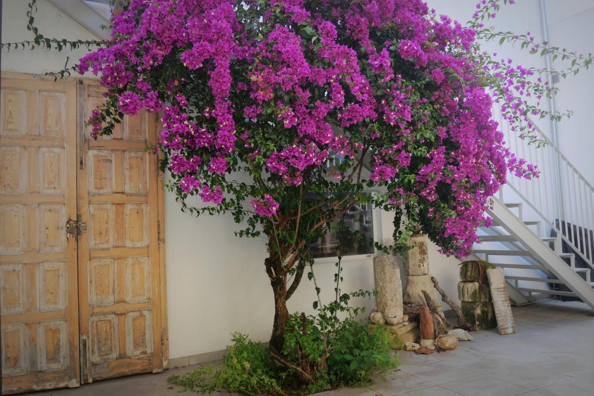 Casa De La Fra Daire Jerez de la Frontera Dış mekan fotoğraf